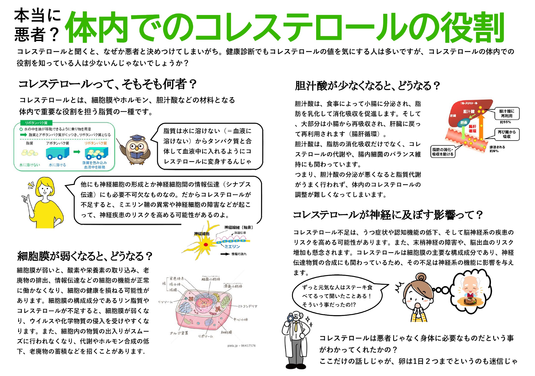 本当に悪者？体内でのコレステロールの役割